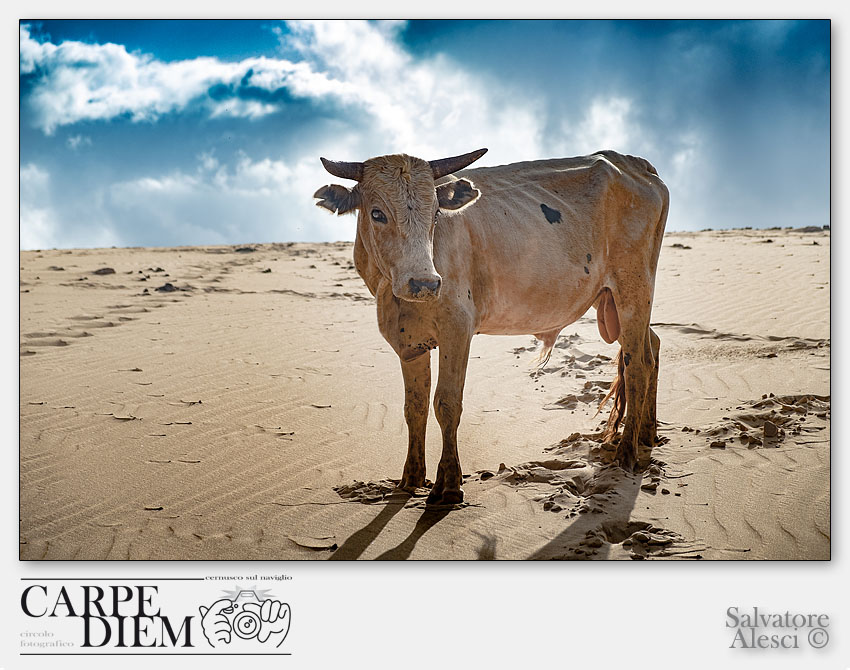 DESERT COW.jpg